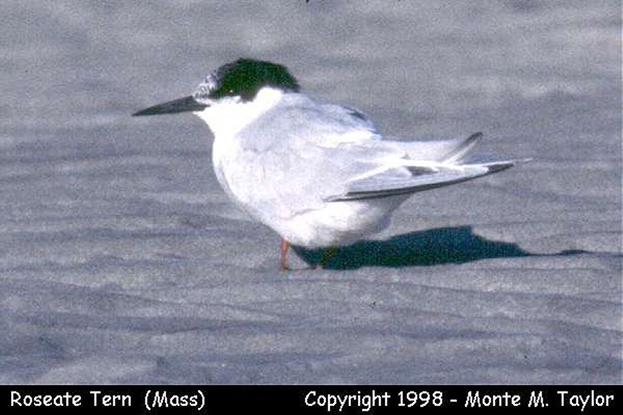 Roseate Tern -summer- (Massachusetts)