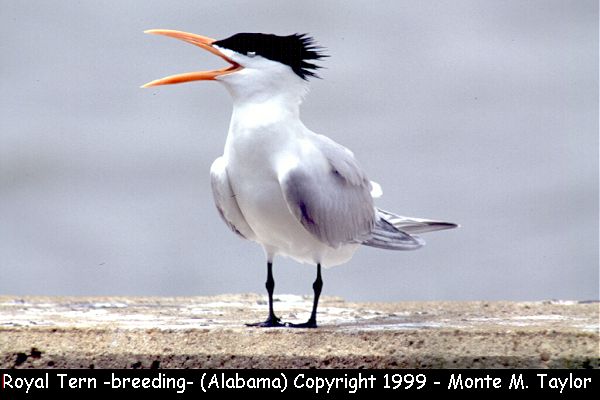Royal Tern -spring- (Alabama)