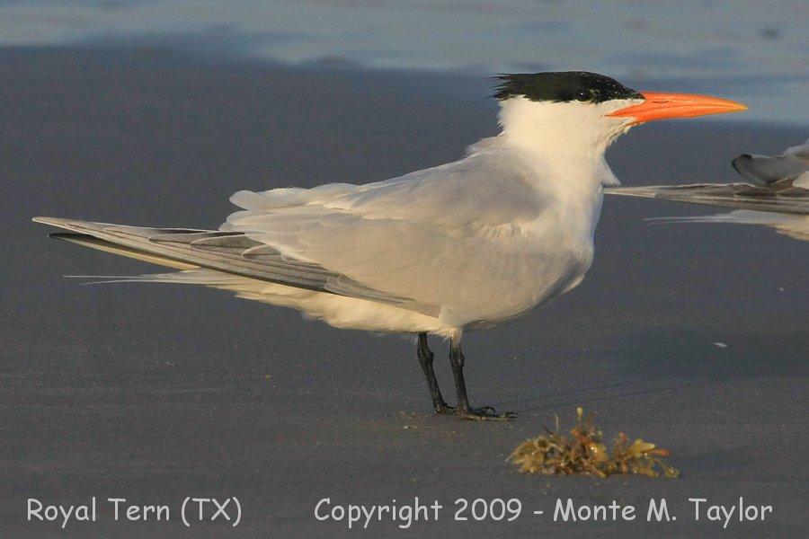 Royal Tern -spring- (Texas)