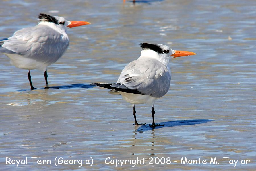 Royal Tern -winter- (Georgia)