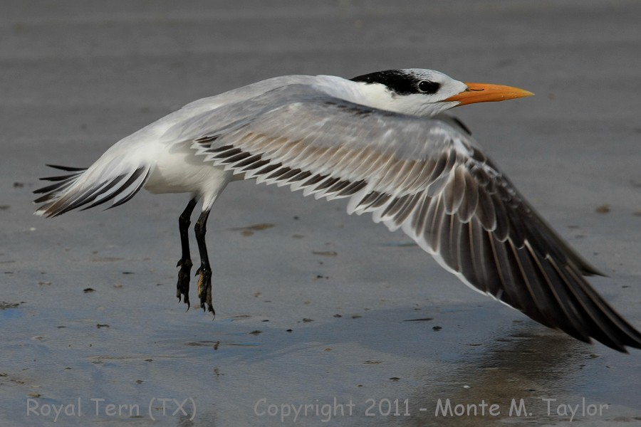 Royal Tern -winter- (Texas)