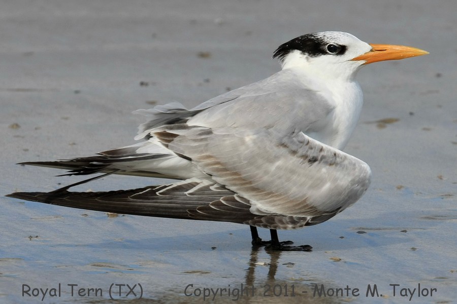 Royal Tern -winter- (Texas)