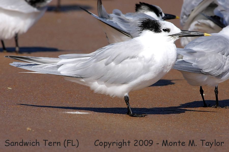 Sandwich Tern -winter- (Florida)