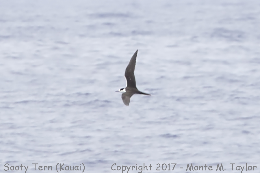 Sooty Tern -April- (Kauai, Hawai'i nearer to Nihau)
