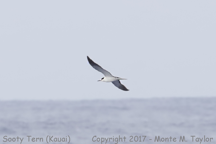Sooty Tern -April- (Kauai, Hawai'i nearer to Nihau)