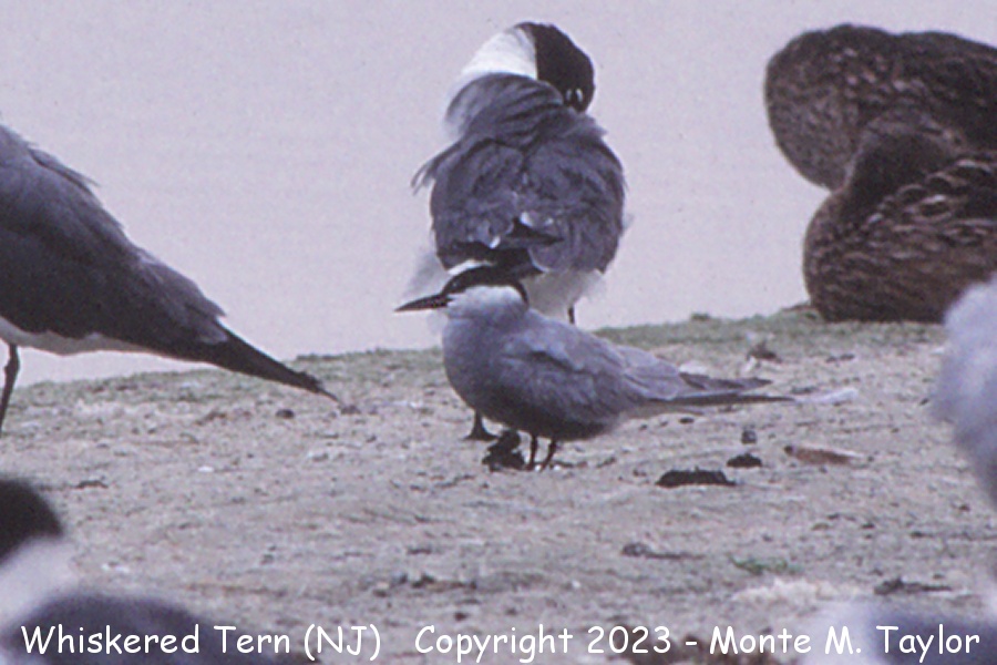 Whiskered Tern -July 13th, 1993- (Cape May, New Jersey)
