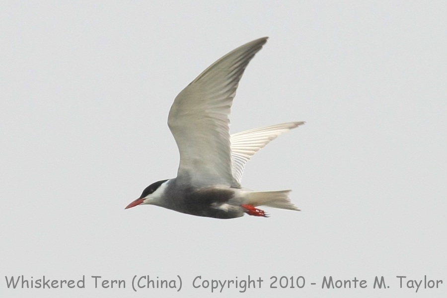 Whiskered Tern -spring- (Qilihai Preserve, Tianjin, China)