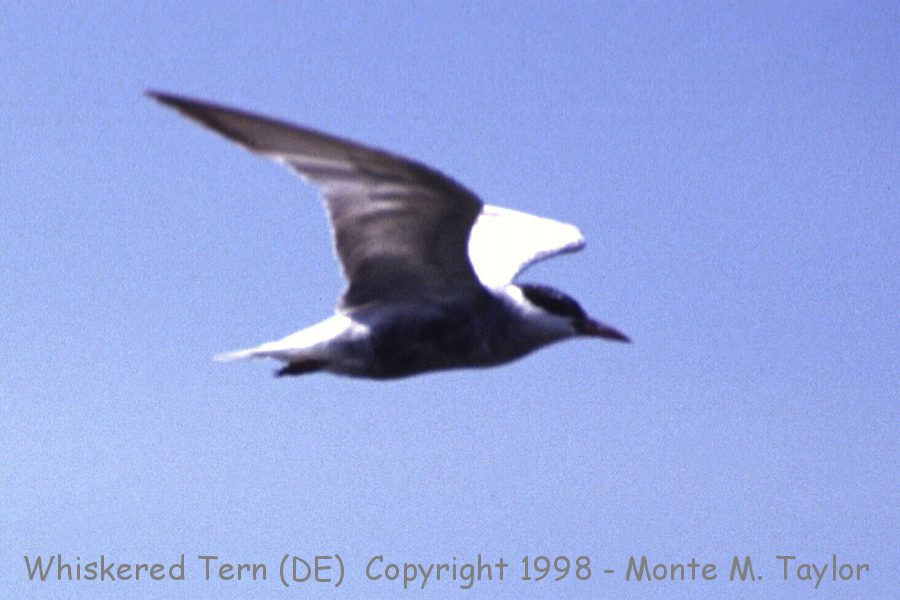 Whiskered Tern -Aug 14th, 1993- (Delaware) - in the old days of slide film!