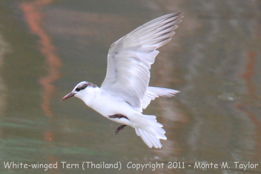 Whiskered Tern -winter- (Thailand)