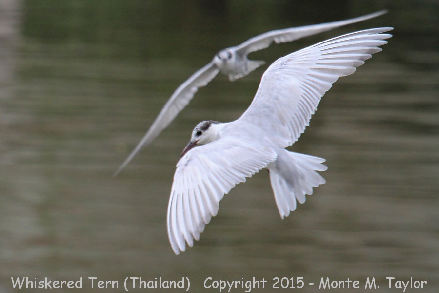 Whiskered Tern -winter- (Thailand)