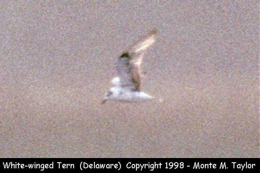 White-winged Black Tern -Aug 14th, 1993- (Delaware)