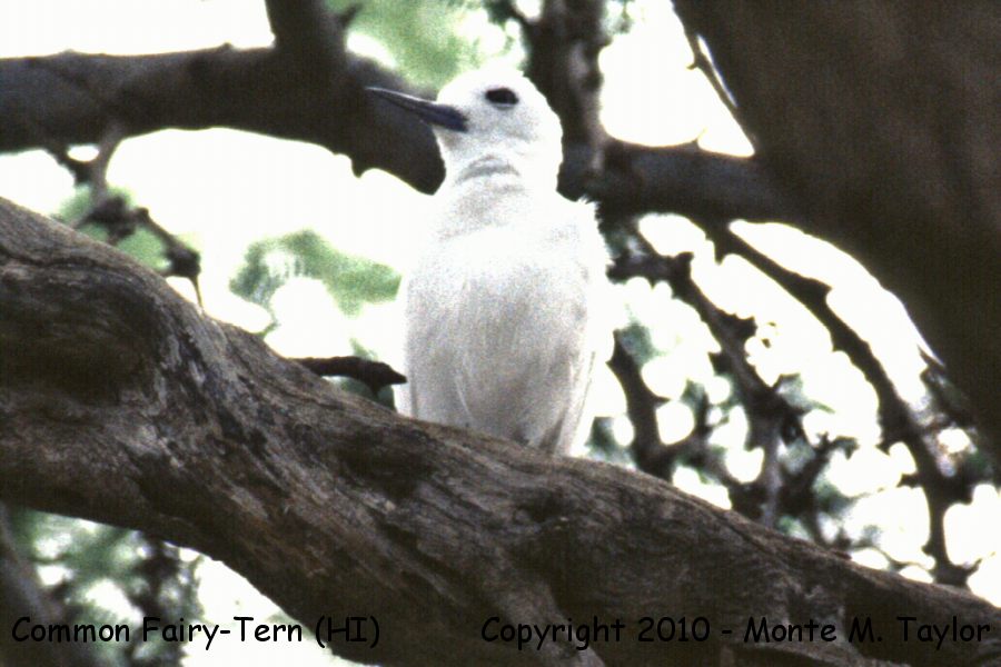 White Tern -winter / also know as Common Fairy Tern / Fairy Tern- (Hawaii)
