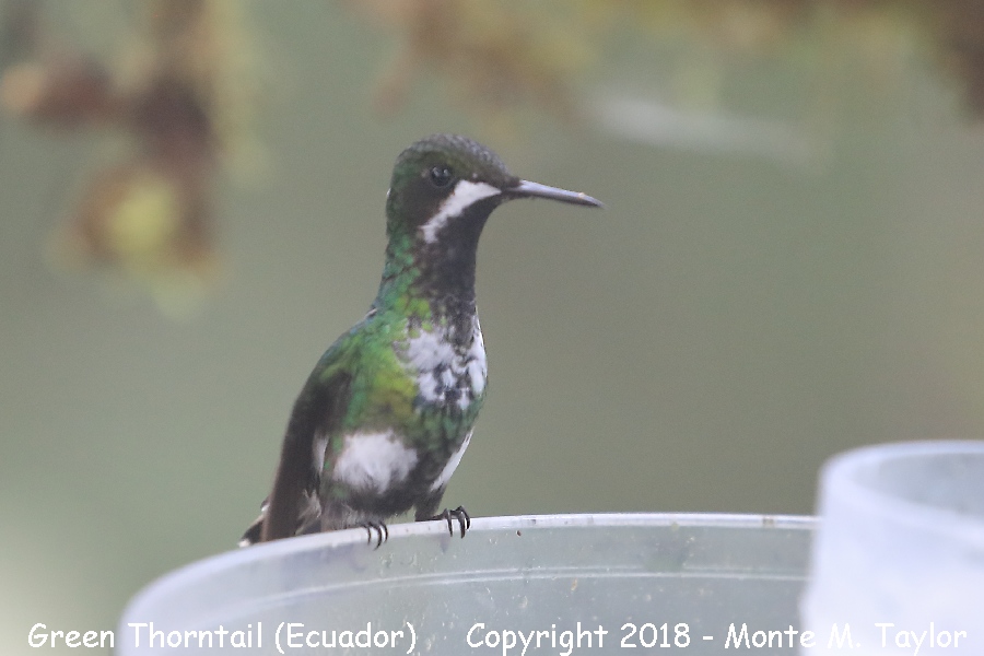 Green Thorntail -female- (Mashpi, Ecuador)
