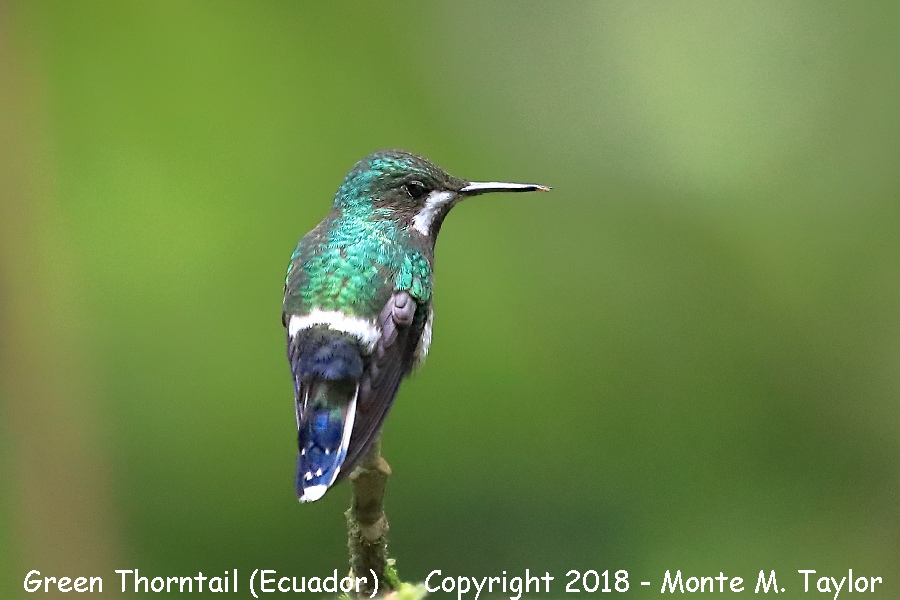 Green Thorntail -female- (Milpe, Ecuador)