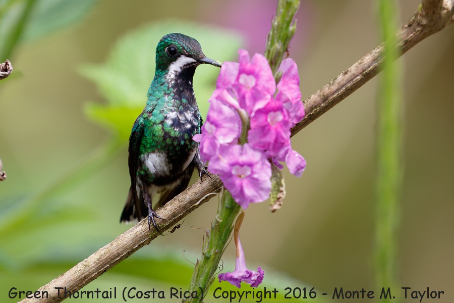 Green Thorntail -winter female- (Selva Verde, Costa Rica)