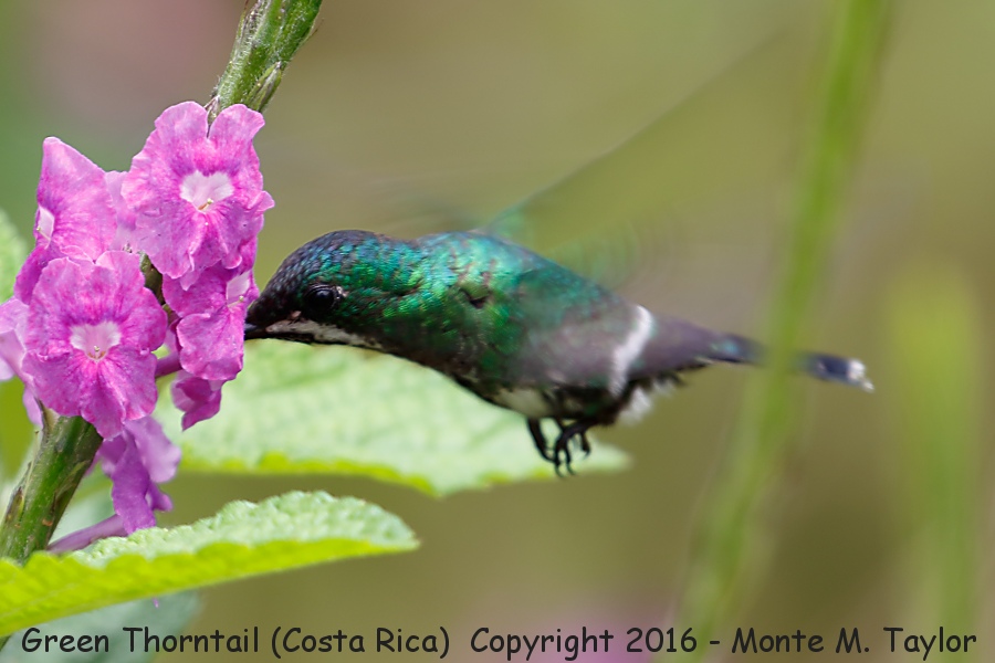 Green Thorntail -winter female- (Selva Verde, Costa Rica)