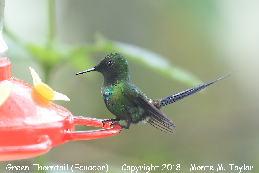 Green Thorntail -male- (Mashpi, Ecuador)