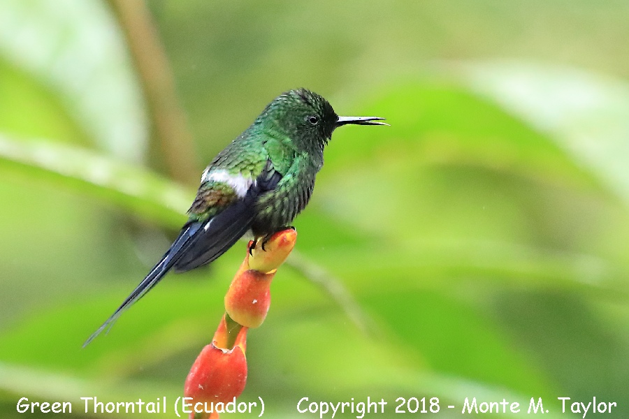 Green Thorntail -male- (Milpe, Ecuador)