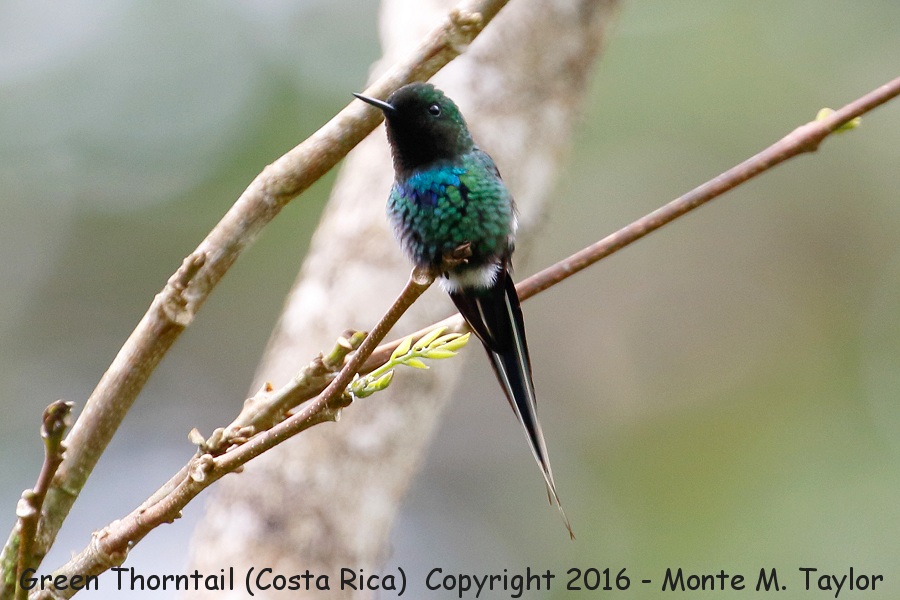 Green Thorntail -winter male- (Selva Verde, Costa Rica)