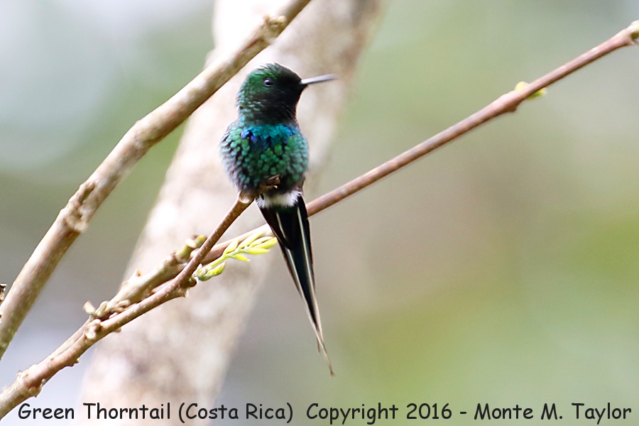 Green Thorntail -winter male- (Selva Verde, Costa Rica)