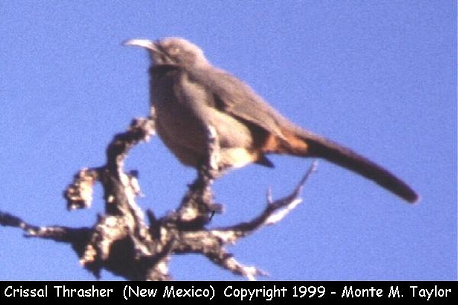 Crissal Thrasher -winter- (New Mexico)