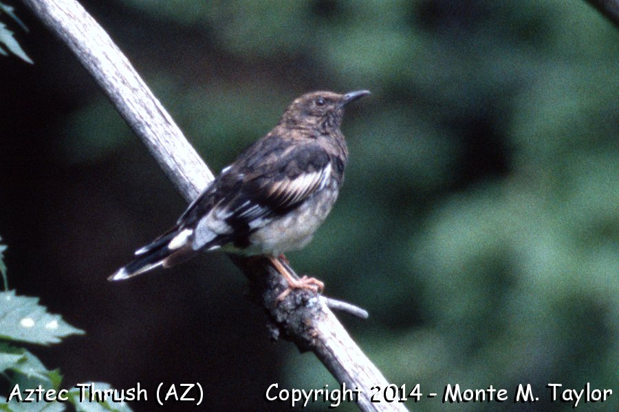Aztec Thrush -Aug 6th, 1989- (Miller Canyon, Arizona)