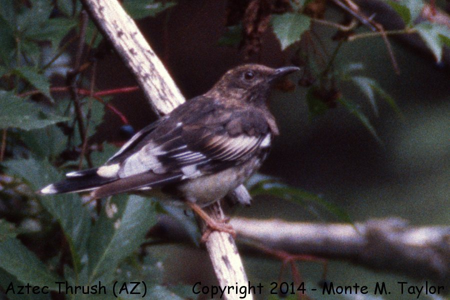 Aztec Thrush -Aug 6th, 1989- (Miller Canyon, Arizona)