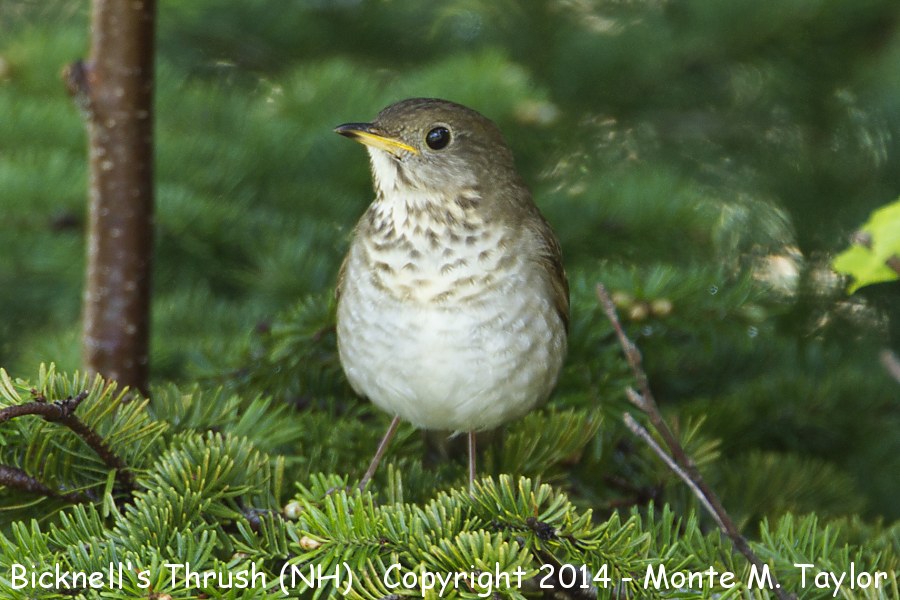 Bicknell's Thrush -June 7th, 2014- (Cannon Mountain, New Hampshire)
