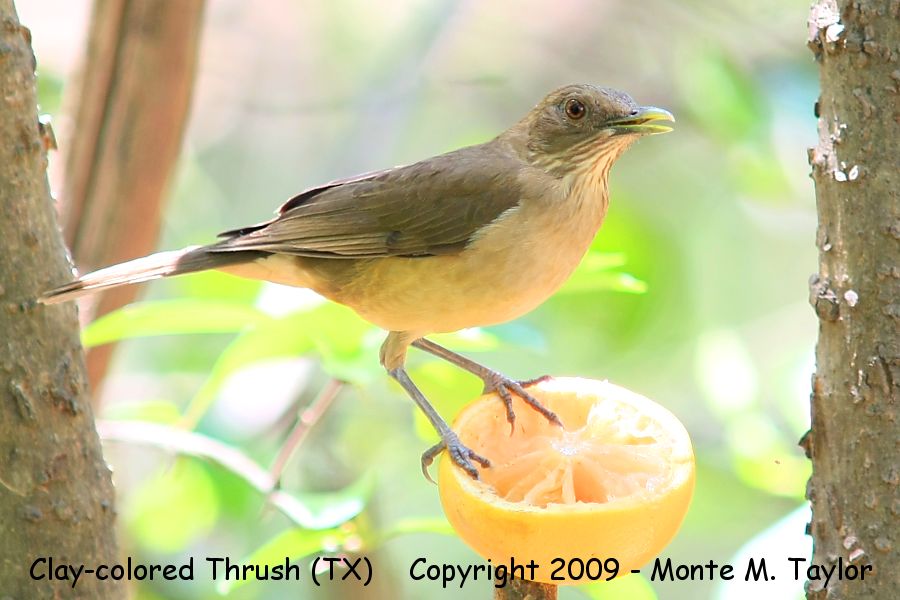 Clay-colored Thrush -spring- (Texas)