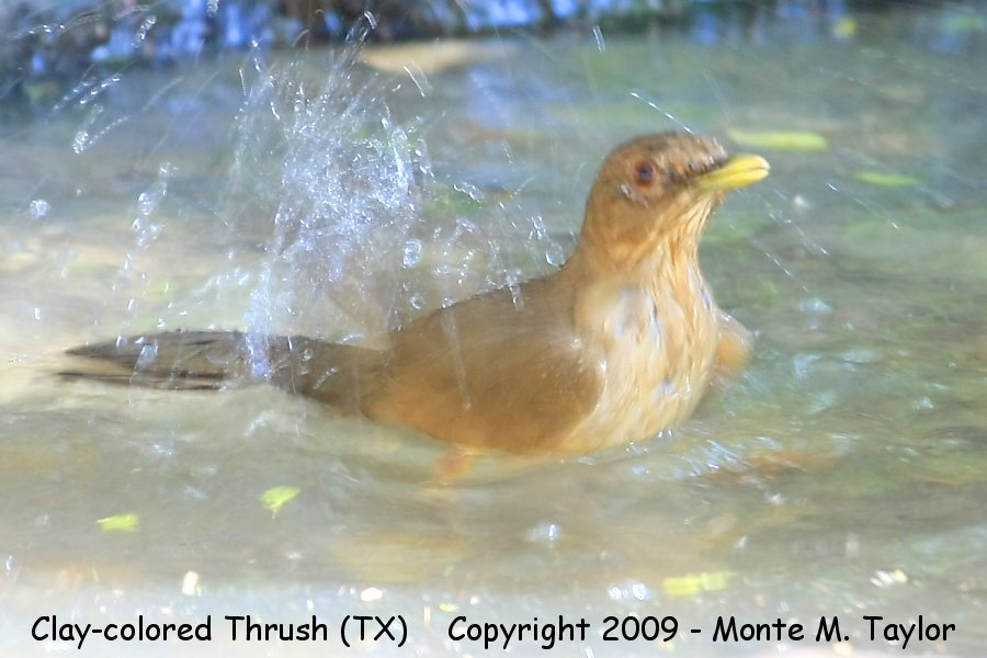 Clay-colored Thrush -spring- (Texas)