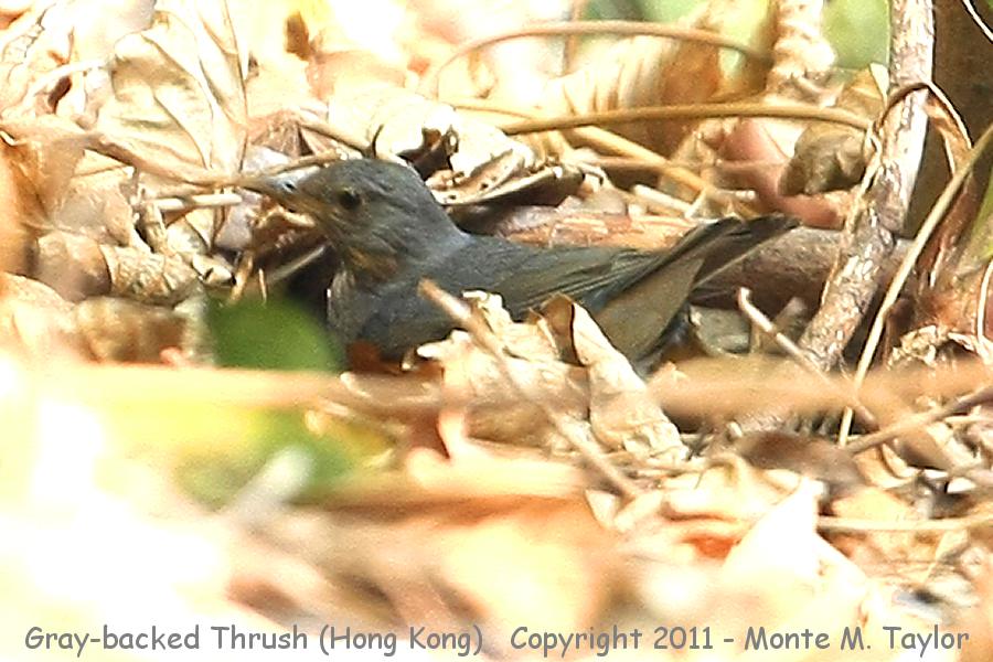 Gray-backed Thrush -winter- (Hong Kong, China)