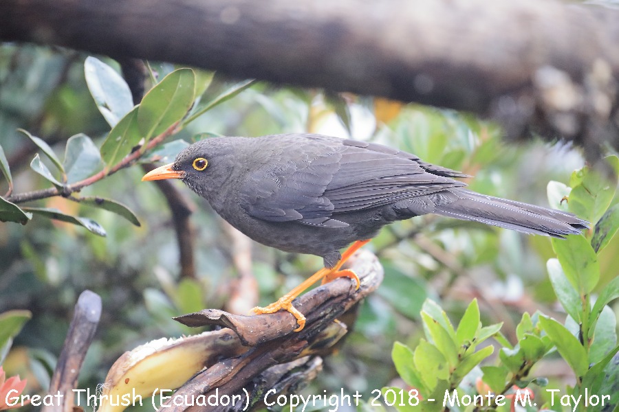 Great Thrush -November- (Yanacocha Reserve, Ecuador)