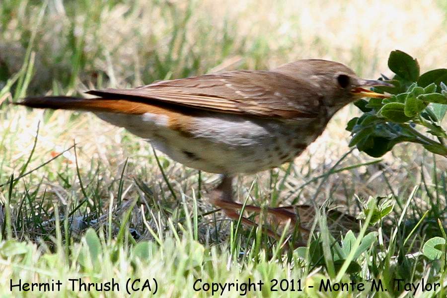 Hermit Thrush -spring- (California)