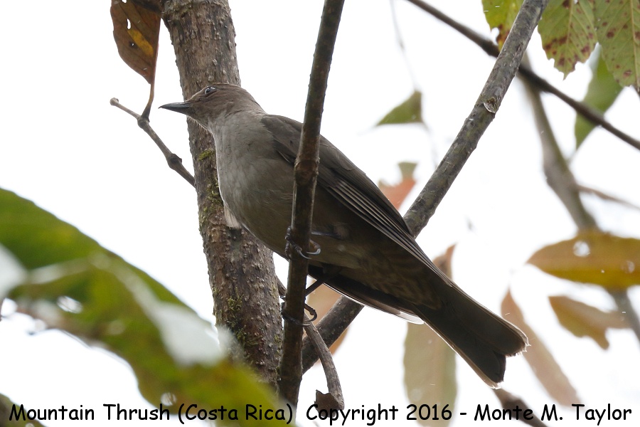 Mountain Thrush -winter- (Savegre, Costa Rica)
