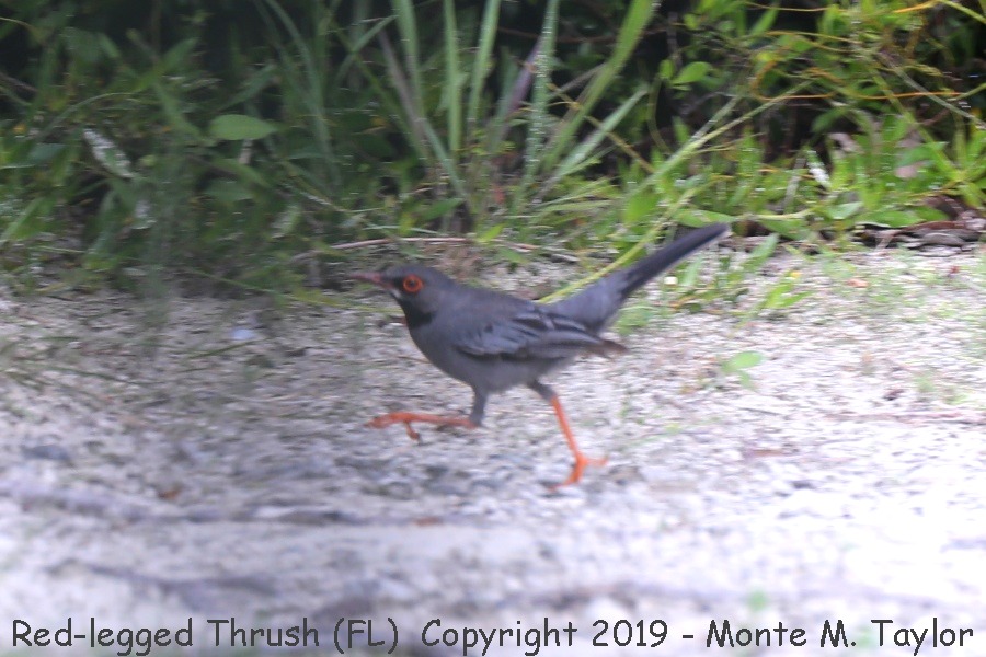 Red-legged Thrush -20190628- (Miami Beach, Florida)