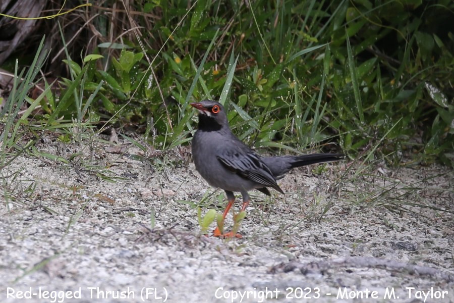 Red-legged Thrush -20190628- (Miami Beach, Florida)