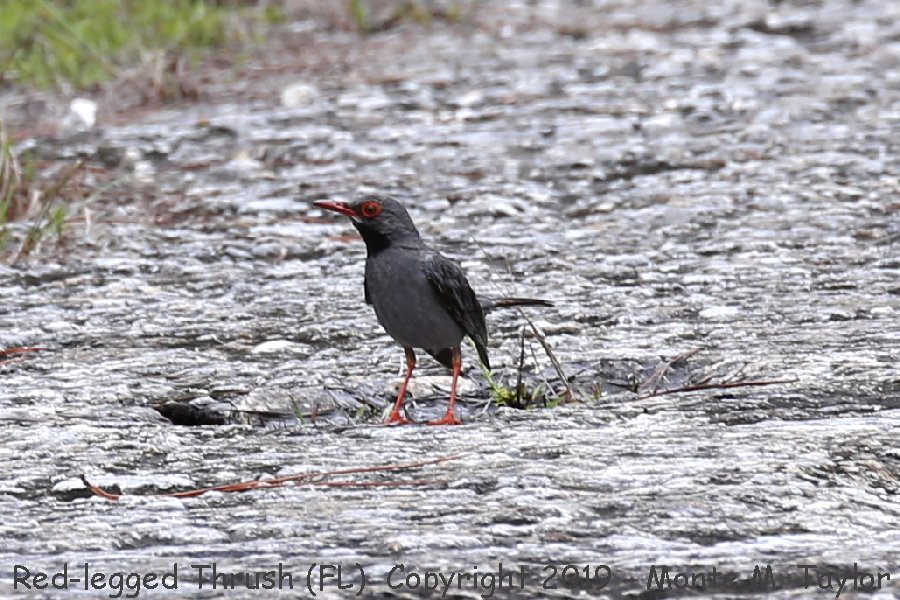 Red-legged Thrush -20190628- (Miami Beach, Florida)