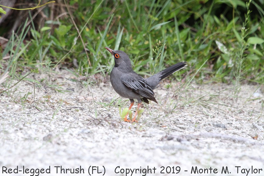 Red-legged Thrush -20190628- (Miami Beach, Florida)