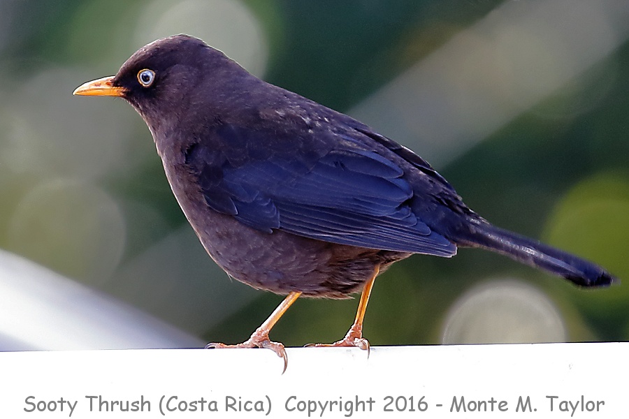 Sooty Thrush -winter- (Savegre, Costa Rica)