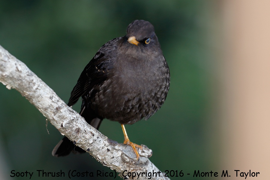 Sooty Thrush -winter- (Savegre, Costa Rica)