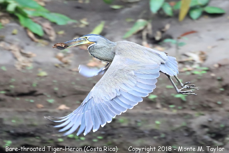 Bare-throated Tiger-Heron -winter- (Costa Rica)