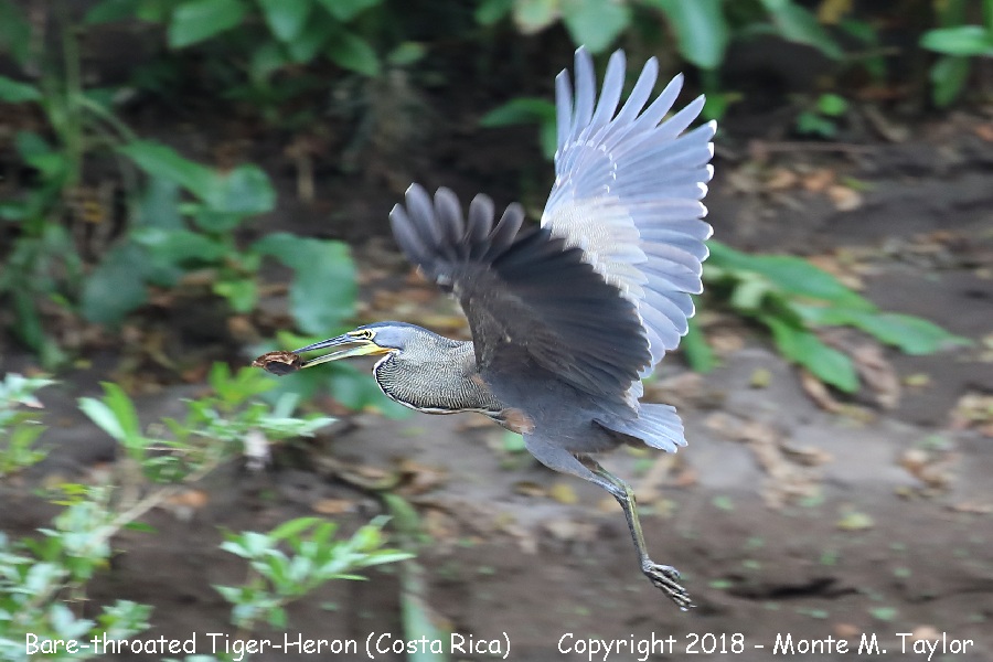 Bare-throated Tiger-Heron -winter- (Costa Rica)