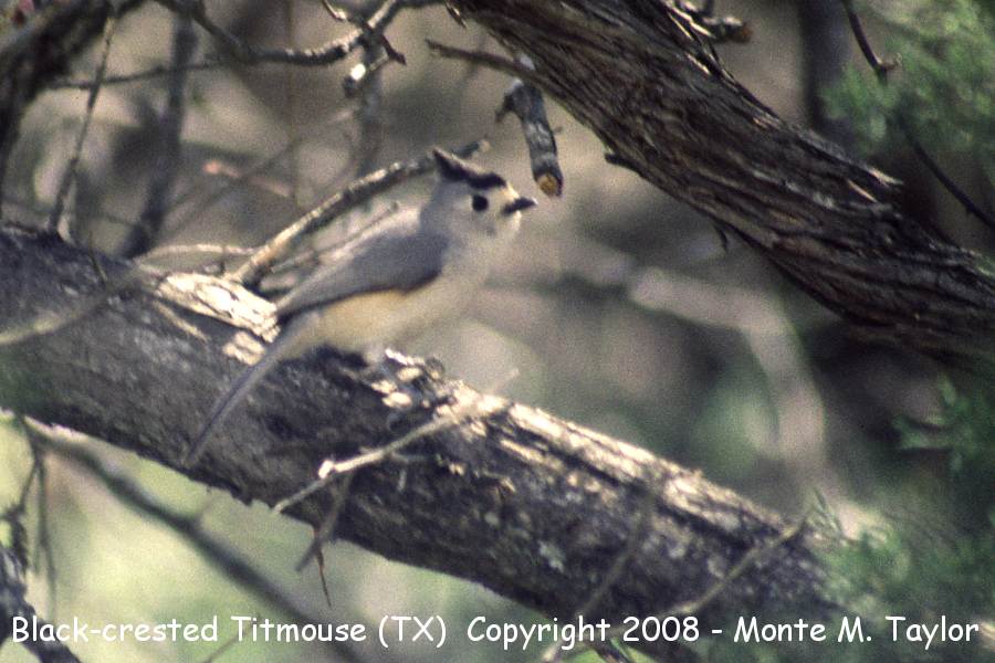 Black-crested Titmouse -summer- (Texas)
