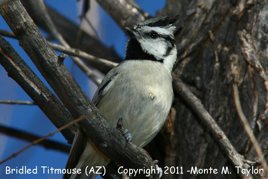 Bridled Titmouse -winter- (Arizona)