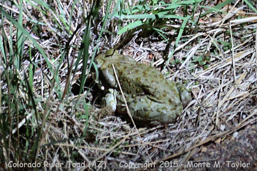 Colorado River Toad -summer- (Arizona)