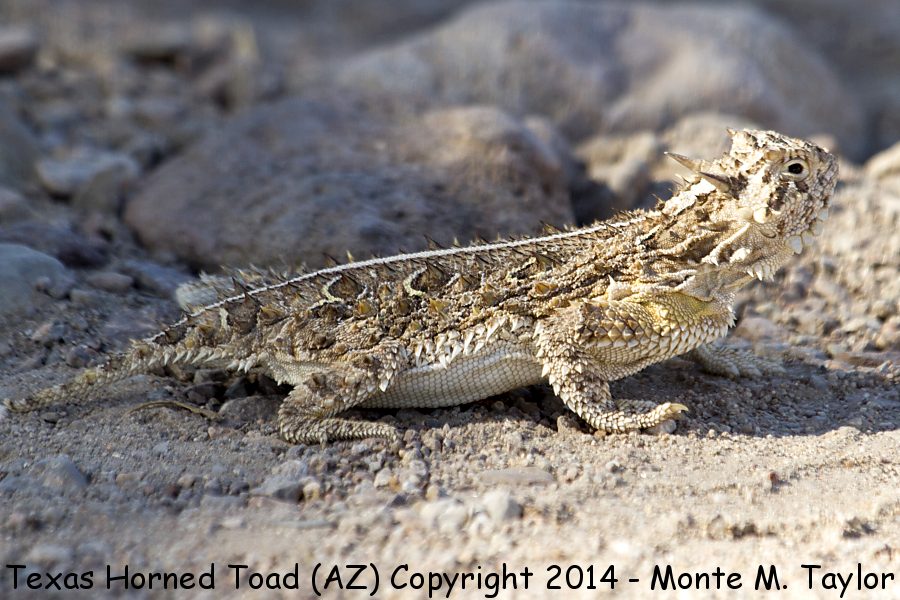 Texas Horned Toad -summer- (Arizona)