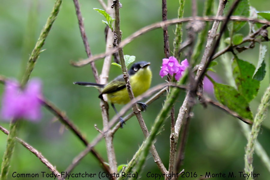 Common Tody-Flycatcher -winter- (Selva Verde, Costa Rica)