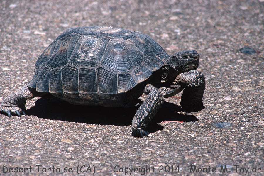 Desert Tortoise -winter- (Mojave Desert, California)