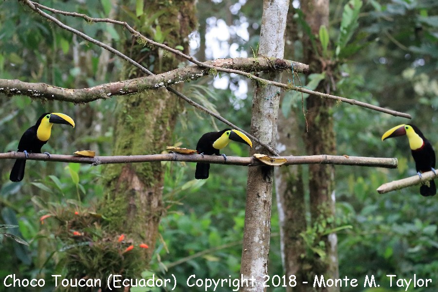 Choco Toucan (2) along with Yellow-throated Toucan -November- (Milpe, Ecuador)
