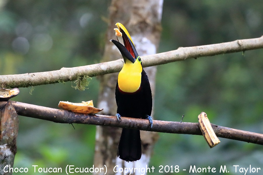 Choco Toucan -November- (Milpe, Ecuador)